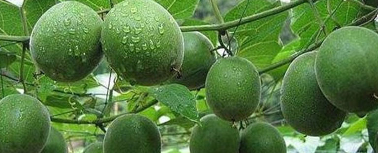 8 Health Benefits of Monk Fruit